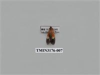 藏品(旭日穀蛾)的圖片